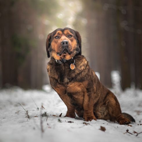 Alpenländische Dachsbracke im Wald sitzt, brauner kleiner Dachshund aus Österreich, Jagdhund