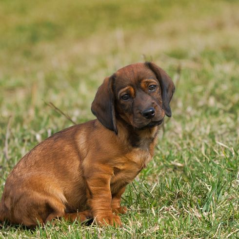 Alpenländische Dachsbracke Welpe, kleiner brauner Hund aus Österreich, Hund mit langen Schlappohren,