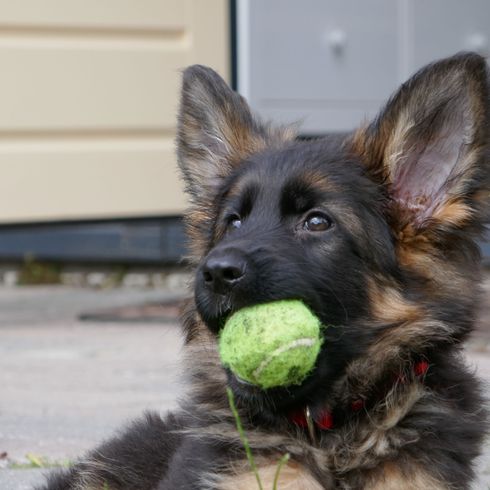 Altdeutscher Schäferhund mit Tennisball Hund, Säugetier, Wirbeltier, Altdeutscher Schäferhund, Hunderasse, Canidae, Fleischfresser, Schäferhund kauend auf Tennisball