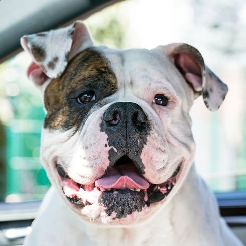 American Bully in Auto Hund, Säugetier, Wirbeltier, Hunderasse, Canidae, amerikanische Bulldogge, alte englische Bulldogge, Schnauze, Bulldogge, alte englische Bulldogge, American Bully sitzend auf Vordersitz in Auto