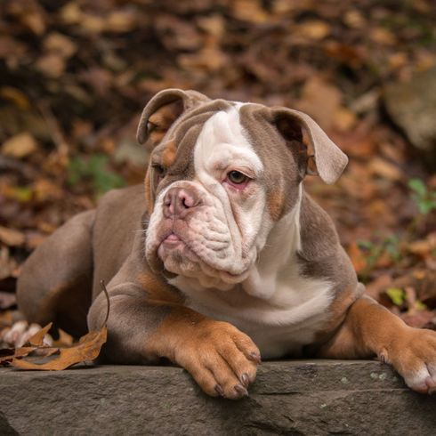 Hund, Säugetier, Wirbeltier, Hunderasse, Canidae, Bulldogge, Amerikanische Bully liegend auf Ast im Wald