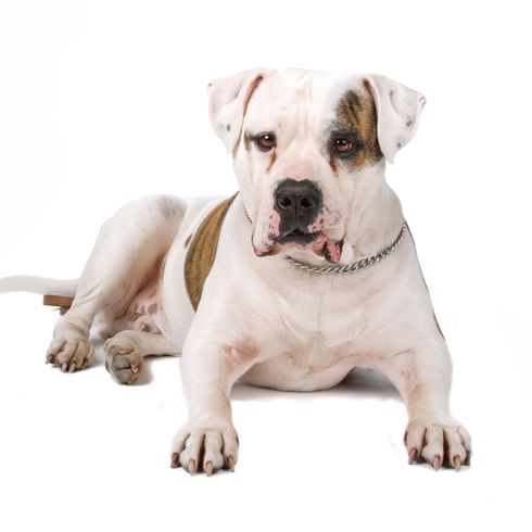 American Bully liegend Hund, Säugetier, Wirbeltier, Hunderasse, Canidae, Fleischfresser, amerikanische Bulldogge, Bulldogge, nicht sportliche Gruppe, weiße englische Bulldogge liegend vor weißem Hintergrund