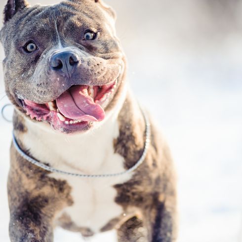 American Bully Temperament und Rassebeschreibung