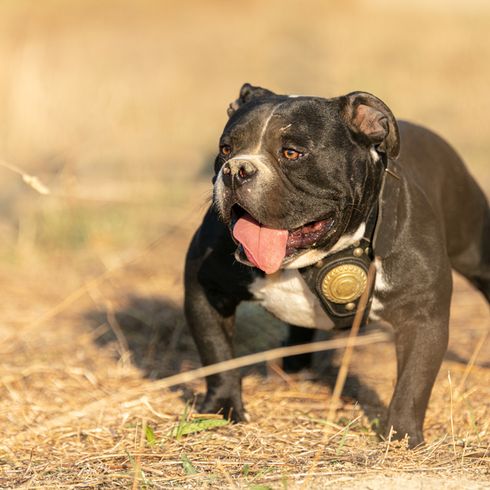 kleiner american Bully Hund schwarz weiß mit normalen Ohren, American Bully nicht kupiert, breiter Hund und klein und kompakt