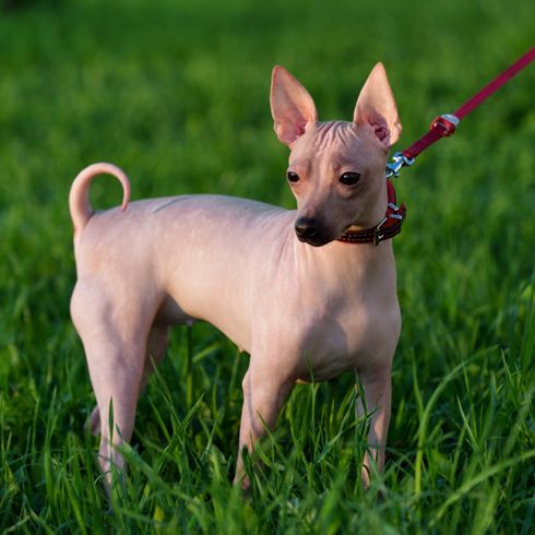 American Hairless Terrier Nackthund auf Gras