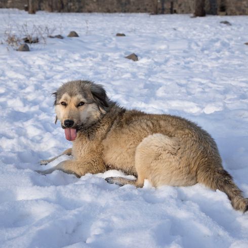 Kars Hund, anatolischer Hirtenhund, Hund aus der Türkei, sehr große Hunderasse