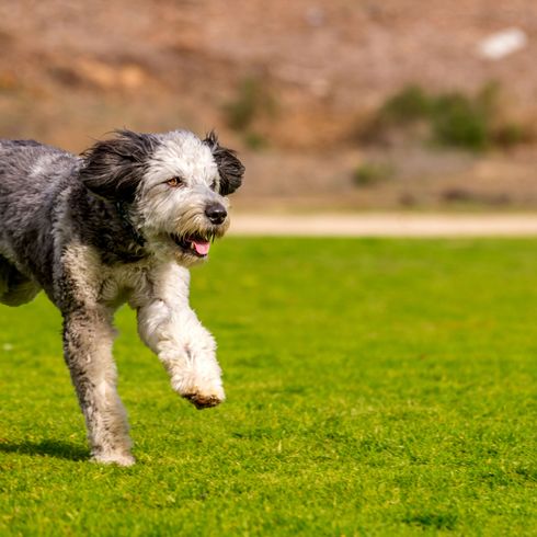 Aussiedoodle lauft über Wiese Hund, Säugetier, Wirbeltier, Hunderasse, Canidae, Fleischfresser, Sportgruppe, Hütehund, Gras, Seltene Rasse (Hund), gefleckter Aussiedoodle lauft über Wiese