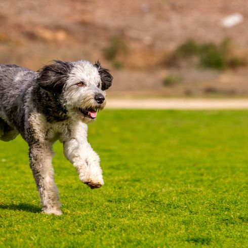 Hund, Säugetier, Wirbeltier, Hunderasse, Canidae, Fleischfresser, Sportgruppe, Hütehund, Gras, Seltene Rasse (Hund), gefleckter Aussiedoodle lauft über Wiese