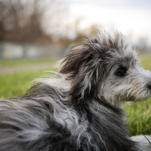 Hund, Säugetier, Wirbeltier, Hunderasse, Canidae, Fleischfresser, Begleithund, Schnauze, Terrier, grauer Aussiedoodle liegt über Wiese