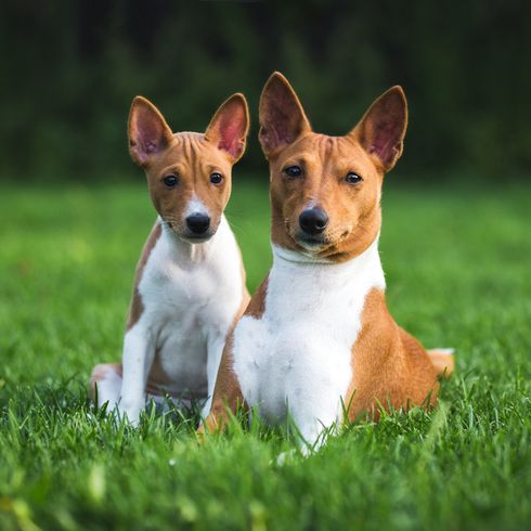 Basenji Hund braun weiß und Welpe in braun weiß, Hund mit großen Stehohren sitzt auf grüner wiese