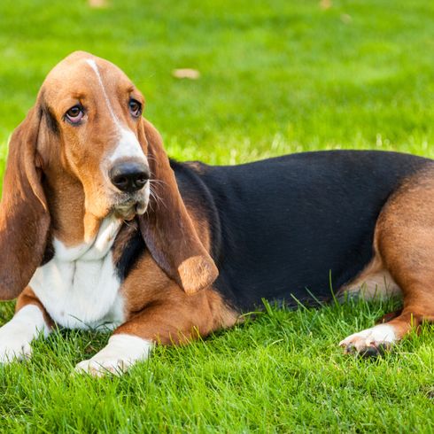 Basset Hound liegt auf einer grünen Wiese, Hund mit sehr langen Ohren, Hund der aussieht wie Beagle aber dicker, Hund der sehr fett ist, Hund neigt zu Übergewicht, englische Hunderasse