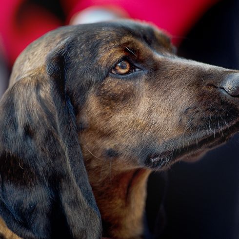 Hund, Säugetier, Wirbeltier, Canidae, Hunderasse, Fleischfresser, Schnauze, Seltene Rasse (Hund), Hund, dunkelbrauner Bayerischer Gebirgsschweißhund im Profil mit Halsband