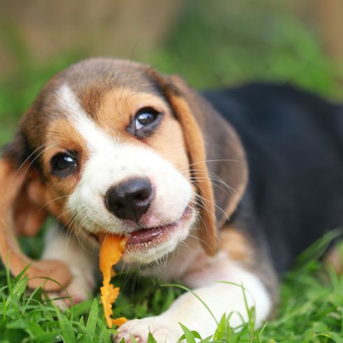 Hund, Säugetier, Wirbeltier, Beagle, Hunderasse, Canidae, Beaglier, dreifarbiger Hund, Fleischfresser, Welpe, Beagle kaut auf Orangenschale im Gras