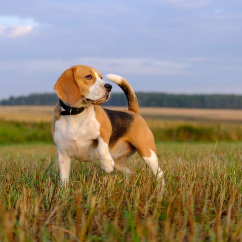 Beagle stehend auf Feld Hund, Säugetier, Wirbeltier, Canidae, Hunderasse, Beagle, Fleischfresser, gefleckter Beagle stehend auf Feld