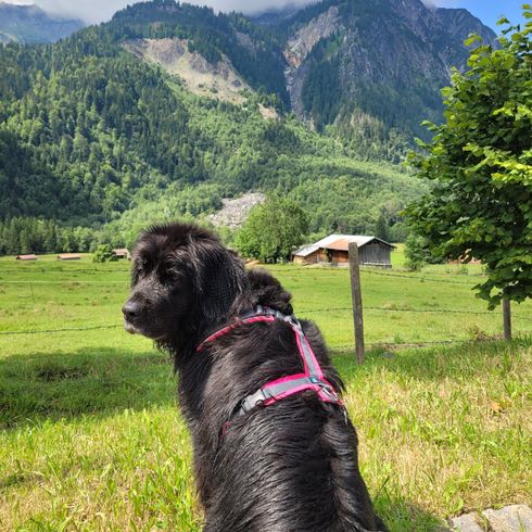 Himmel, Pflanze, Wolke, Hund, Berg, Grün, Baum, Hunderasse, Hochland, Arbeitstier,