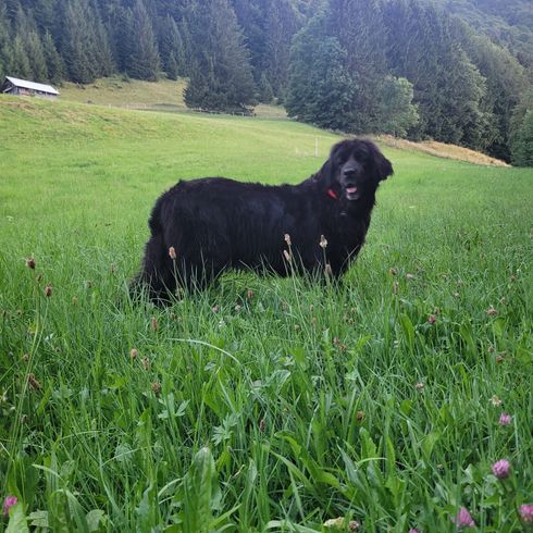 Pflanze, Hund, Himmel, Hunderasse, Fleischfresser, Baum, Naturlandschaft, Gras, Wiese, Blume,