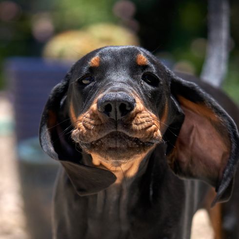 Black and Tan Coonhound Welpe, Jäger Hund, Jagdhund, schwarz braune Hunderasse aus Amerika, amerikanischer Hund mit langen Schlappohren, Hund ähnlich Bracke, große Hunderasse, Waschbärjagdhund