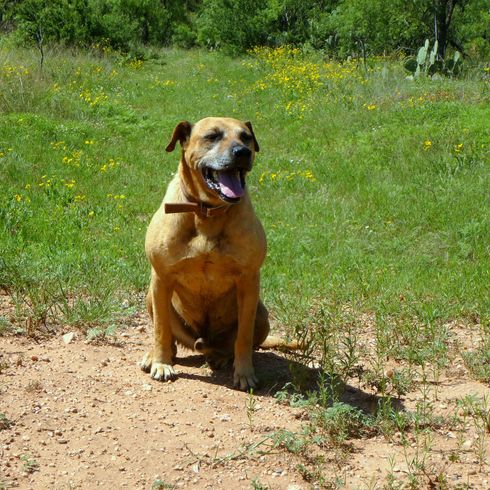 Black Mouth Cur Hund auf Gras Black Mouth Cur ist eine amerikanische Hunderasse die vom FCI nicht anerkannt ist, sie kann gelb sein, Hund mit schwarzem Gesicht, großer muskulöser Hund der als Wachhund und Jagdhund dient