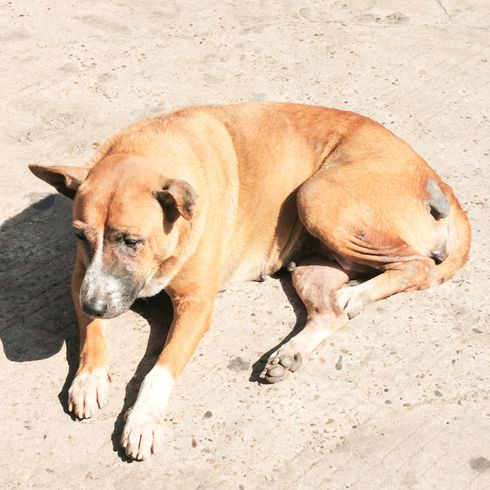 Black Mouth Cur Temperament, braun schwarzer Hund mit weißen Pfoten liegt in Amerika am Boden, amerikanische Hunderasse