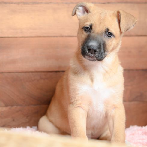 Black Mouth Cur Welpe, brauner Hund mit schwarzer Maske, schwarze Schnauze, Hund mit Kippohren, Hund der ähnlich aussieht wie belgischer Schäferhund, Wachhund aus Amerika, Ameriaknische Hunderasse