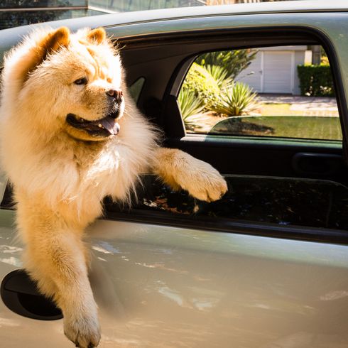 Hund, Säugetier, Wirbeltier, Canidae, Fleischfresser, Hunderasse, Fahrzeugtür, Sportgruppe, Begleithund, Fahrzeug, blonder Chowchow sitzt im Auto und lässt eine Pfote heraushängen