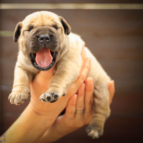 Boerboel Welpe gehalten Hund, Säugetier, Wirbeltier, Canidae, Hunderasse, Haut, Fleischfresser, Falten, Boerboel Welpe mit offenem Maul gehalten von zwei Händen