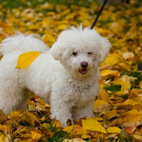 Bologneser Hund, Hund aus Italien, kleine weiße Hunderasse, Hund ähnlich Malteser, Hund ähnlich Havaneser, Hund mit Locken, Familienhund, Hund im Herbst, kleiner Hund mit vielen Locken