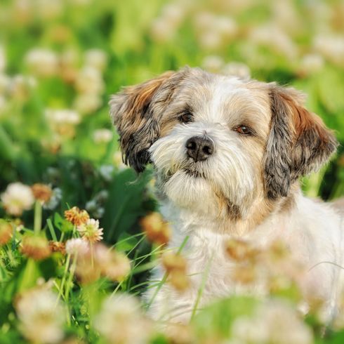 Bolonka in Blumenwiese Hund, Säugetier, Hunderasse, Canidae, Welpe, Begleithund, Gras, Fleischfresser, Bolonka steht in Blumenwiese