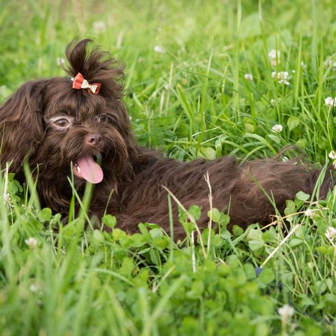 Hund, Säugetier, Wirbeltier, Hunderasse, Canidae, Fleischfresser, Bolonka, Sportgruppe, dunkelbrauner Bolonka im Gras zwischen Klee mit Schleife am Kopf