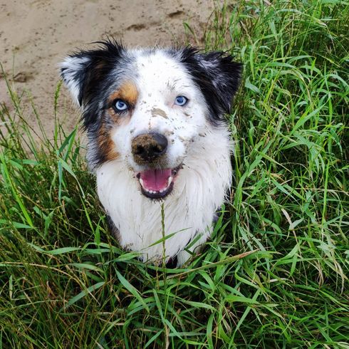 Border-Aussie © Ann-Kathrin Mandrella Hund,Pflanze,Fleischfresser,Gras,Hunderasse,Begleithund,Schnurrhaare,Bodendecker,Terrier,Hütehund,