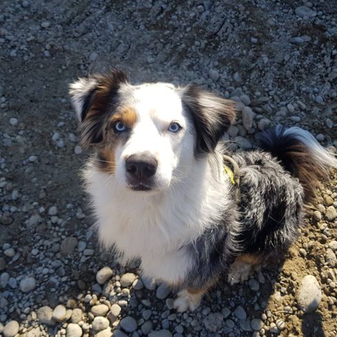 Border-Aussie © Ann-Kathrin Mandrella Hund,Fleischfresser,Hunderasse,Begleithund,Schnurrhaare,Hütehund,Schnauze,Pflanze,Landtier,Boden,