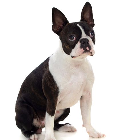 Hund, Säugetier, Wirbeltier, Canidae, Boston Terrier, Hunderasse, Fleischfresser, Nicht-Sportgruppe, Begleithund, Rasse ähnlich Französische Bulldogge,