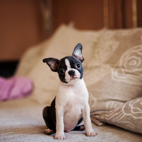 Hund, Säugetier, Wirbeltier, Canidae, Boston Terrier Welpe, Hunderasse, Fleischfresser, Begleithund, Welpe, Rasse ähnlich französische Bulldogge, Stehohren bei kleinen Hunden, Hund der viel Auslauf braucht