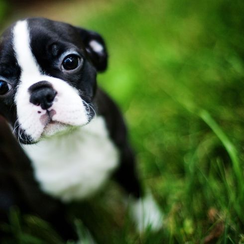 Hund, Säugetier, Wirbeltier, Canidae, Hunderasse, Boston Terrier, Grün, Welpe, Gras, Schnauze, kleiner schwarz weißer Hund wie französische Bulldogge, Welpe eines Terrier