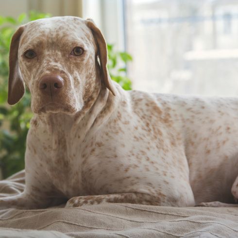 Bourbonnais Pointer Rassebeschreibung des Bourbonnais Pointer oder Braque du Borbonnais aus Frankreich, große Hunderasse die für die Jagd geeignet ist, großer weißer Hund mit braunen Schlappohren, Hund mit braunen Punkten