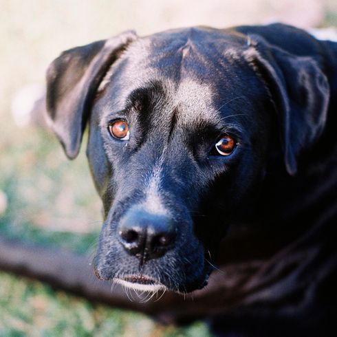 Hybride Mischung aus Boxer Hund und Labrador Retriever, großer schwarzer Mischlingshund, Boxador
