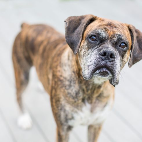 Boxer getigert Hund, Säugetier, Wirbeltier, Hunderasse, Canidae, Fleischfresser, Schnauze, Boxer, Rasse ähnlich Boerboel, Hund ähnlich Bullmastiff, gestromter Hund, getigerte Färbung beim Fell des Hundes, Listenhund