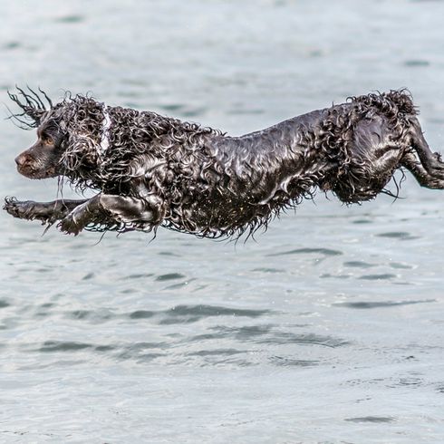 Boykin Spaniel hüpft ins Wasser Boykin Spaniel hüpft ins Wasser