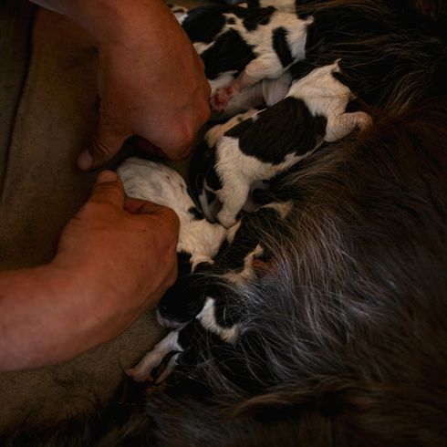 Boykin Spaniel gebärt einige schwarz weiße Welpen, Hund bei der Geburt, Boykin Welpen