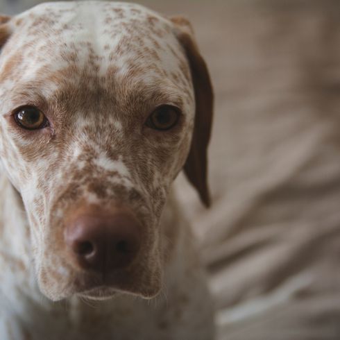 Braque Du Bourbonnais Kopf Braque Du Bourbonnais Kopf, weißer großer Hund mit braunen Punkten ähnlich Dalmatiner, großer Pointer aus Frankreich