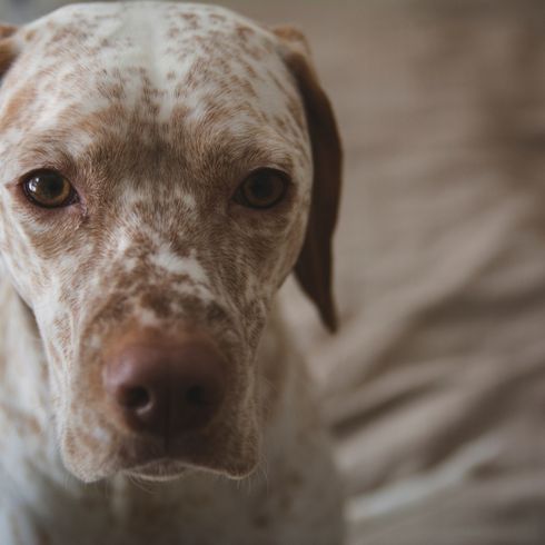 Braque Du Bourbonnais Kopf, weißer großer Hund mit braunen Punkten ähnlich Dalmatiner, großer Pointer aus Frankreich