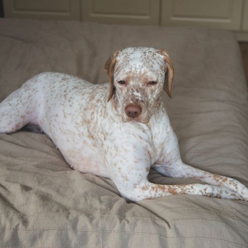 Braque Du Bourbonnais liegt auf Bett Braque Du Bourbonnais liegt auf Bett, großer weißer Hund mit braunen Punkten, französische Hunderasse, Hund mit Schlappohren, Französische Pointer, Hund im Bett