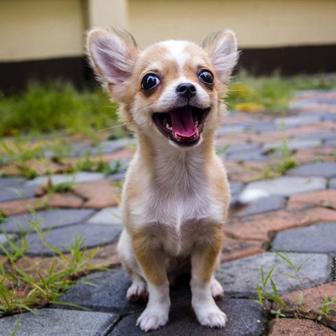 braun weißer Chihuahua Welpe Langhaar Hund, Säugetier, Wirbeltier, Canidae, Hunderasse, Rasse ähnlich walisischer Pembroke-Corgi, Hund ähnlich walisischer Corgi, Fleischfresser, Chihuahua Langhaar braun weiß