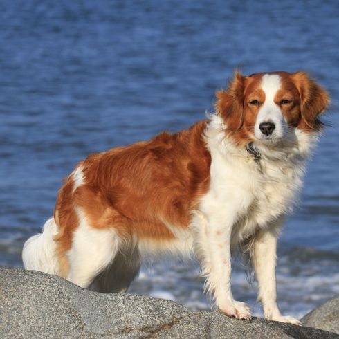 braun weißer Kooiker Hund, Säugetier, Wirbeltier, Hunderasse, Canidae, braun weißer Kooikerhondje, Fleischfresser, Begleithund, Sporting Group, Rasse ähnlich Welsh Springer Spaniel,