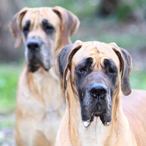 Braune ausgewachsene Doggen Hund, Säugetier, Wirbeltier, Hunderasse, Canidae, Schwarzer Maulkorb, Fleischfresser, Deutsche Dogge, Wachhund,