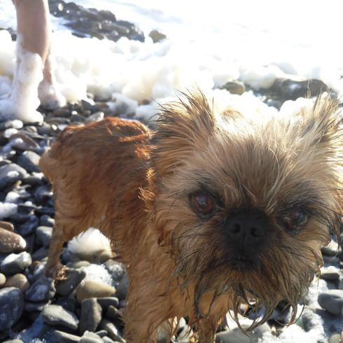 brauner Affenpinscher im Schnee, kleine Hunderasse, deutsche Hunde