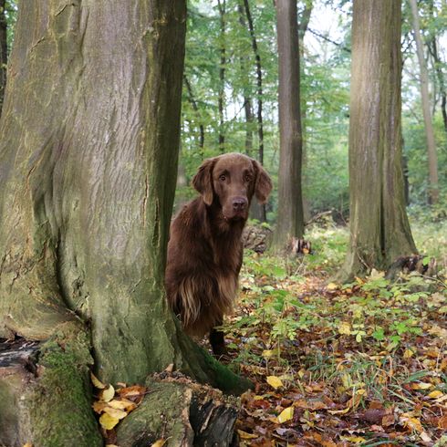 brauner großer Hund mit langen glatten Haaren der aussieht wie ein Labrador ist aber ein flatcoated Retriever