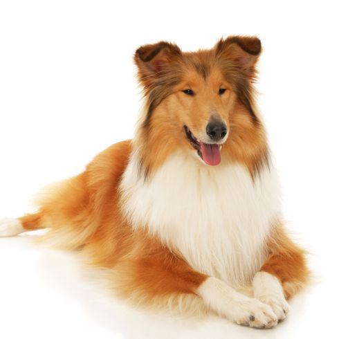 brauner Langhaar Collie Hund, Säugetier, Scotch Collie, Wirbeltier, Canidae, Rasse ähnlich Shetland Schäferhund, Hunderasse, brauner Rough Collie, Collie, Fleischfresser,