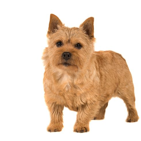 Hund, Säugetier, Wirbeltier, Hunderasse, Canidae, Fleischfresser, Terrier, Norwich-Terrier, stehender brauner Norwich Terrier vor weißem Hintergrund