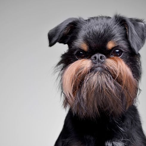 schwarzer Hund mit loh Färbung, schwarz-loh Färbung beim Hund, Stadthund, Brüsseler Griffon, Hund aus Belgien, Hund für die Stadt, Hund für Seniorinnen, kleiner Hund für die Stadt, Stadthund, Griffon Bruxellois